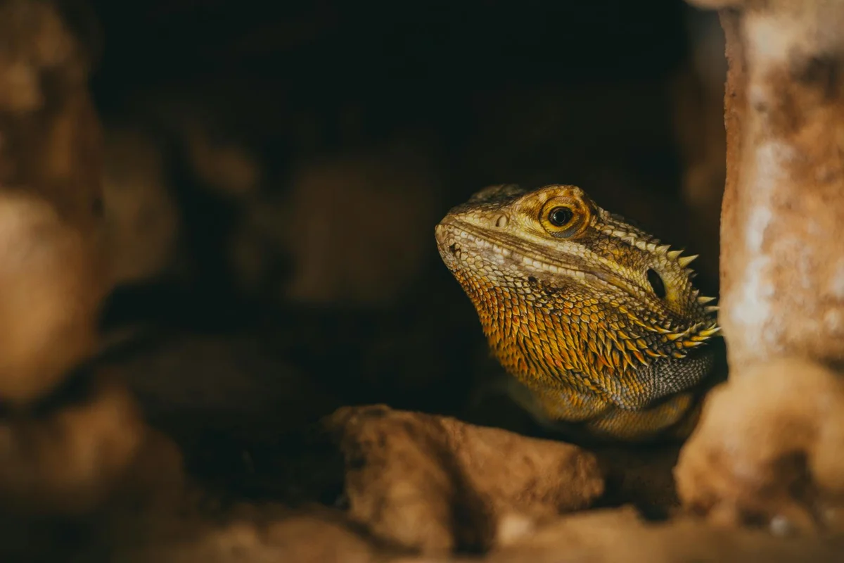 Close-up of a bearded dragon's head peeking from a rocky crevice, showing textured scales and a curious eye.