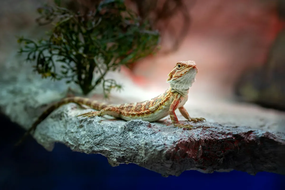 Bearded dragon perched on a rock inside a terrarium, looking alert.