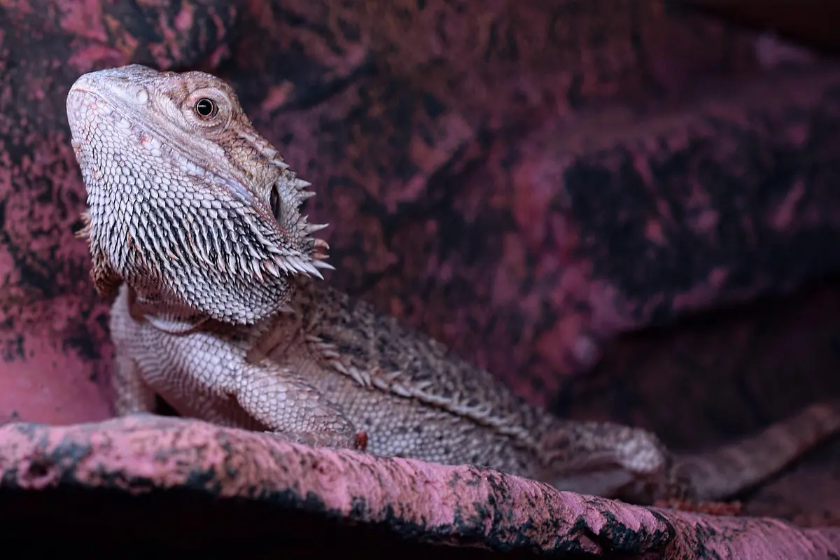 Bearded dragon perched on a pinkish rock inside its enclosure