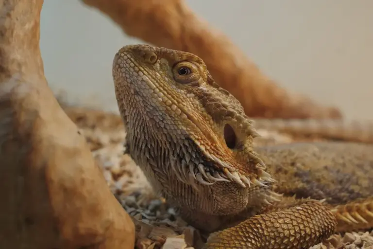 Close-up of a bearded dragon resting on sandy substrate inside a terrarium with a textured log in the background.