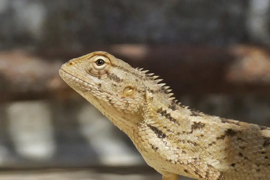 Close-up side profile of a bearded dragon lizard