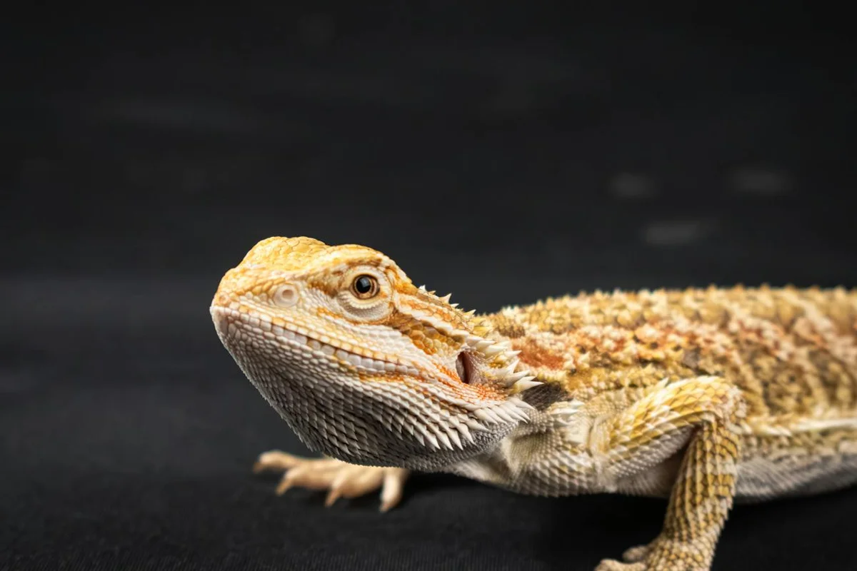 Close-up of a bearded dragon resting on a dark background, highlighting its textured scales and alert eye.