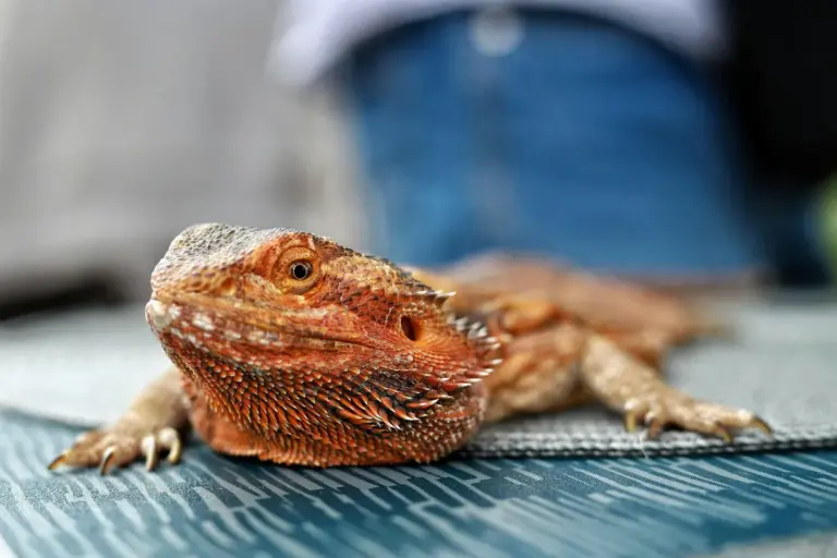 Close-up of an orange bearded dragon resting on a blue patterned mat.