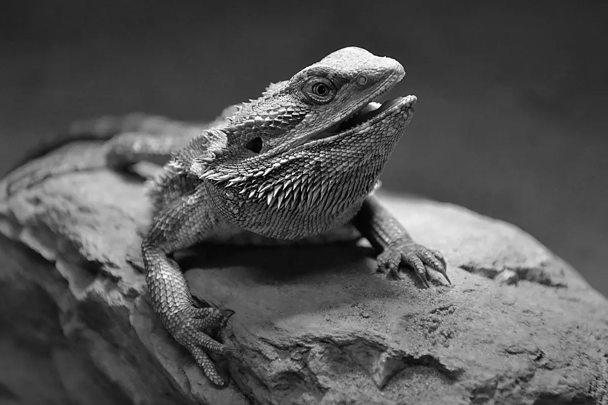 Close-up of a bearded dragon perched on a textured rock, shown in black and white.