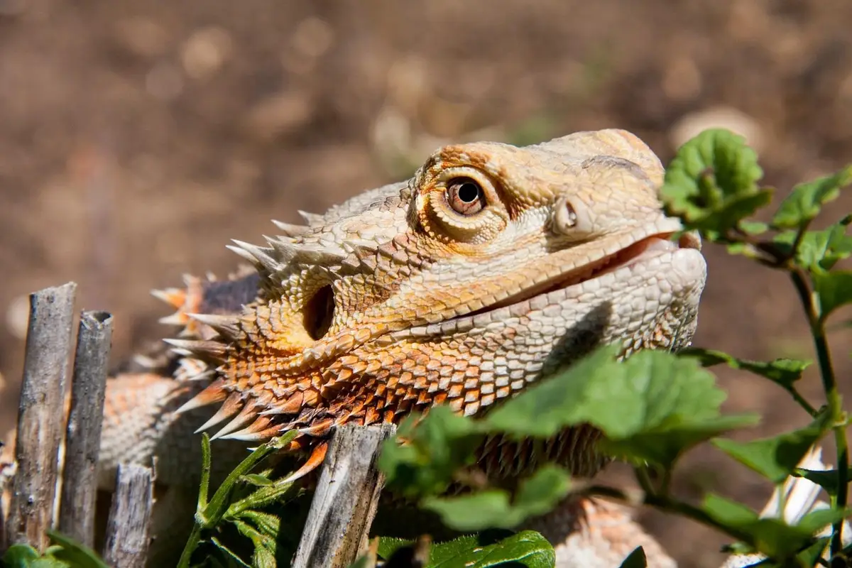 Close-up of a bearded dragon among green plants outdoors
