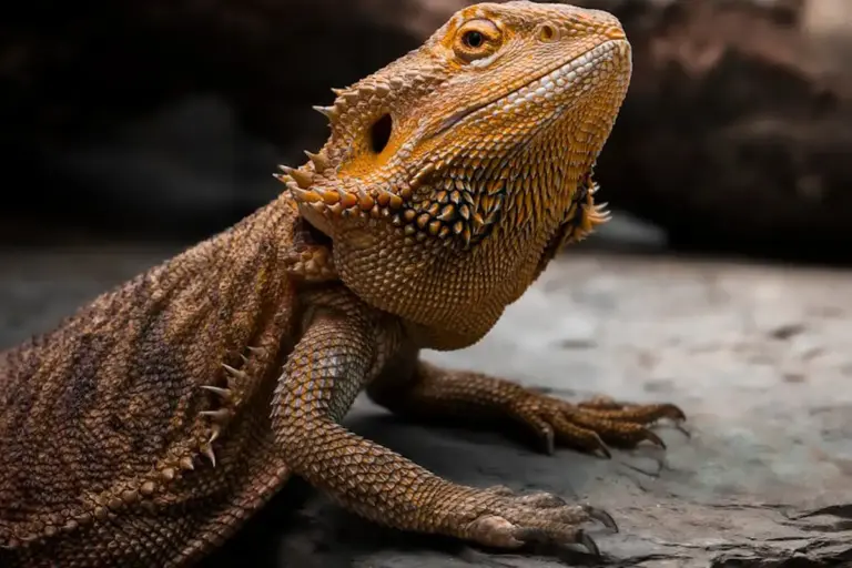 Close-up of a bearded dragon perched on a rock, showcasing its rough, spiky scales and orange-brown coloration.