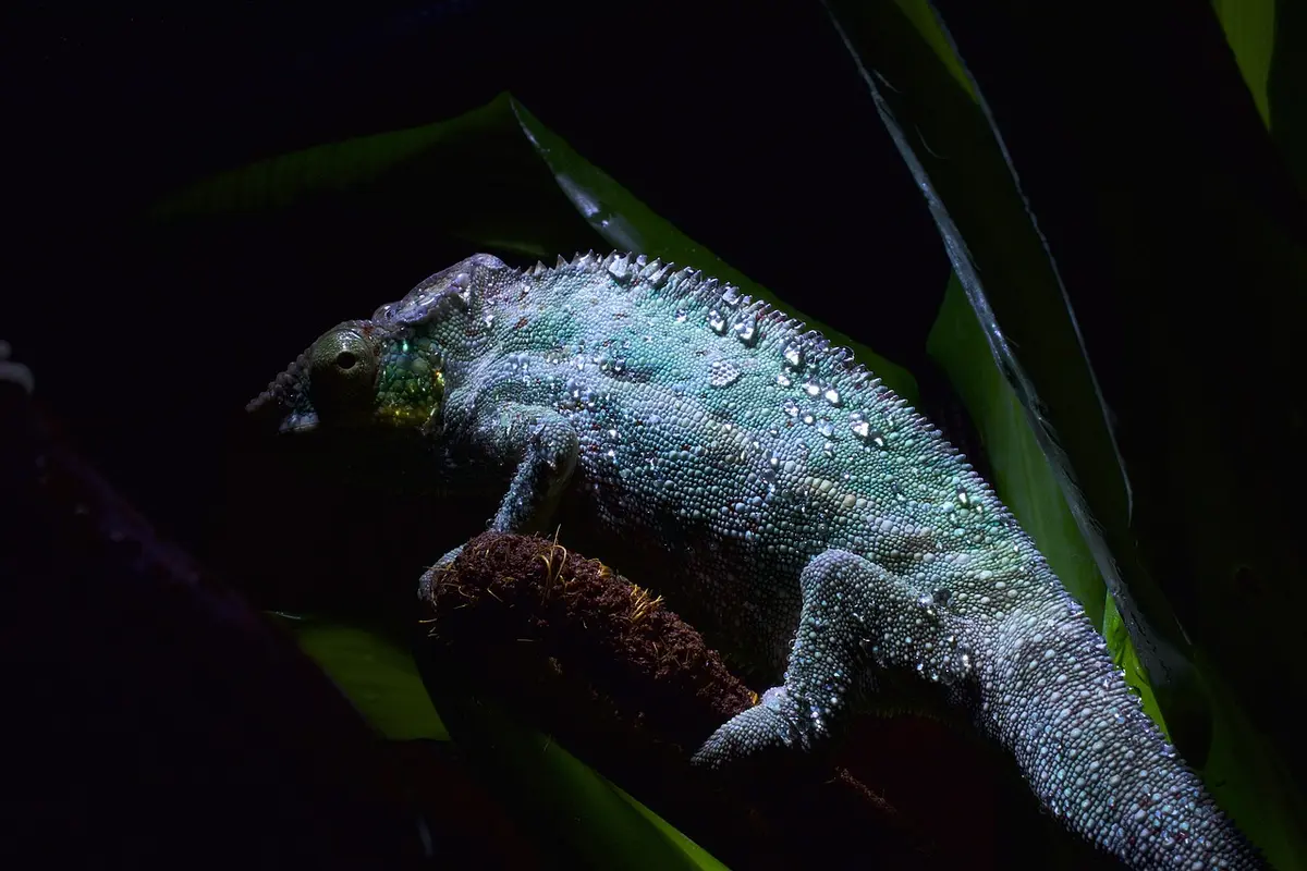 Bearded dragon perched on a branch in a dark enclosure, showing textured scales and spines.