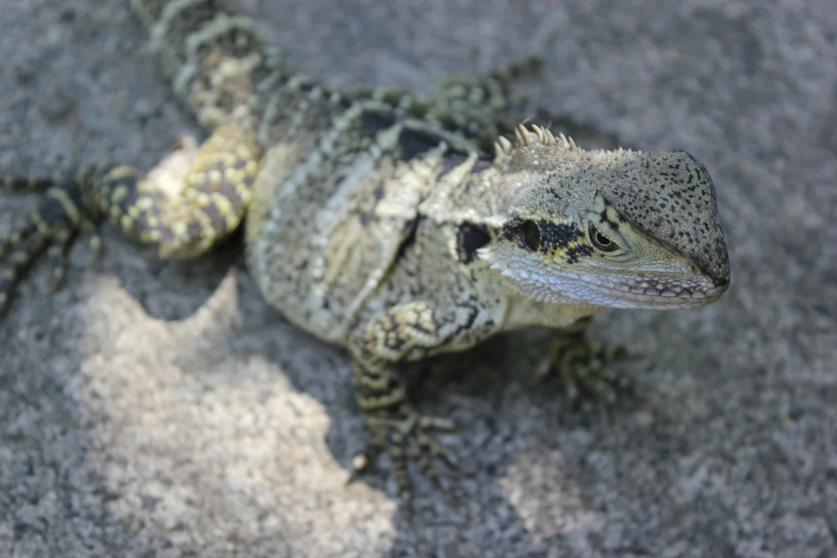 Bearded dragon on a rocky surface, showing textured scales and natural camouflage.