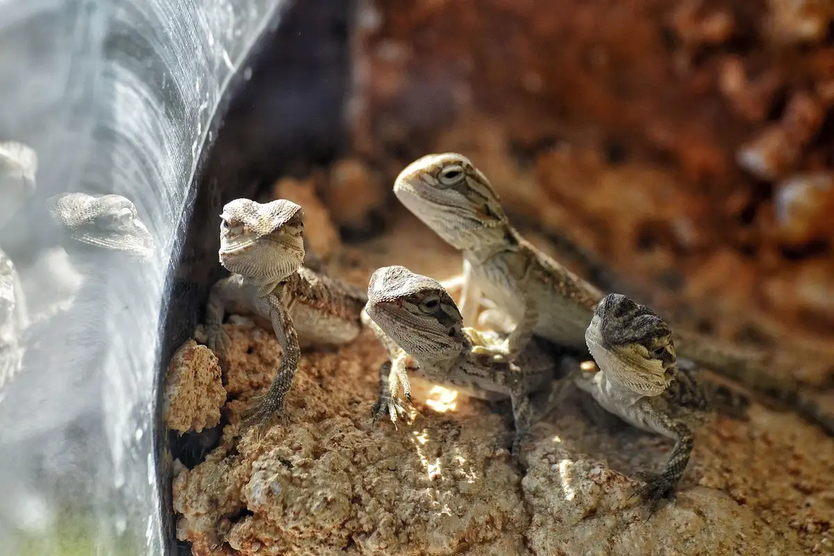Two juvenile bearded dragons on a sandy, rocky substrate inside a terrarium, near a glass wall.