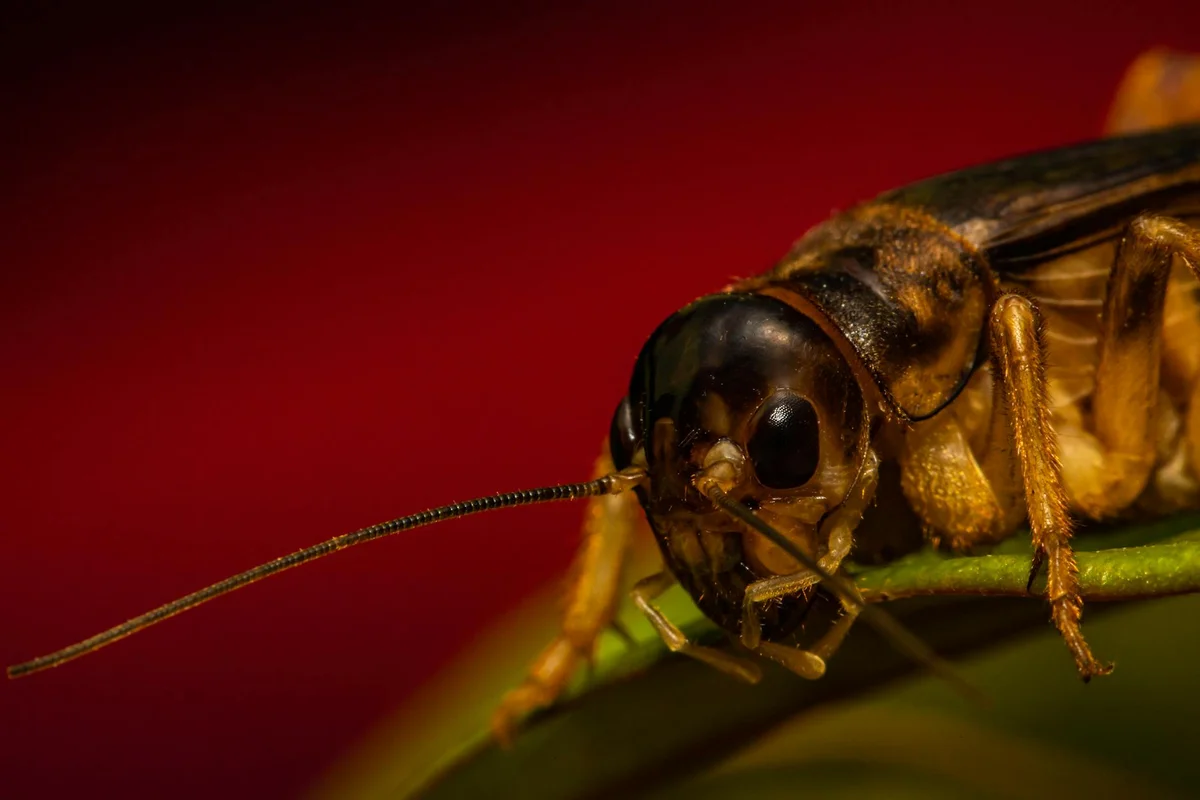 Macro shot of a feeder cricket on a green leaf with long antennae and a dark head, against a red background.