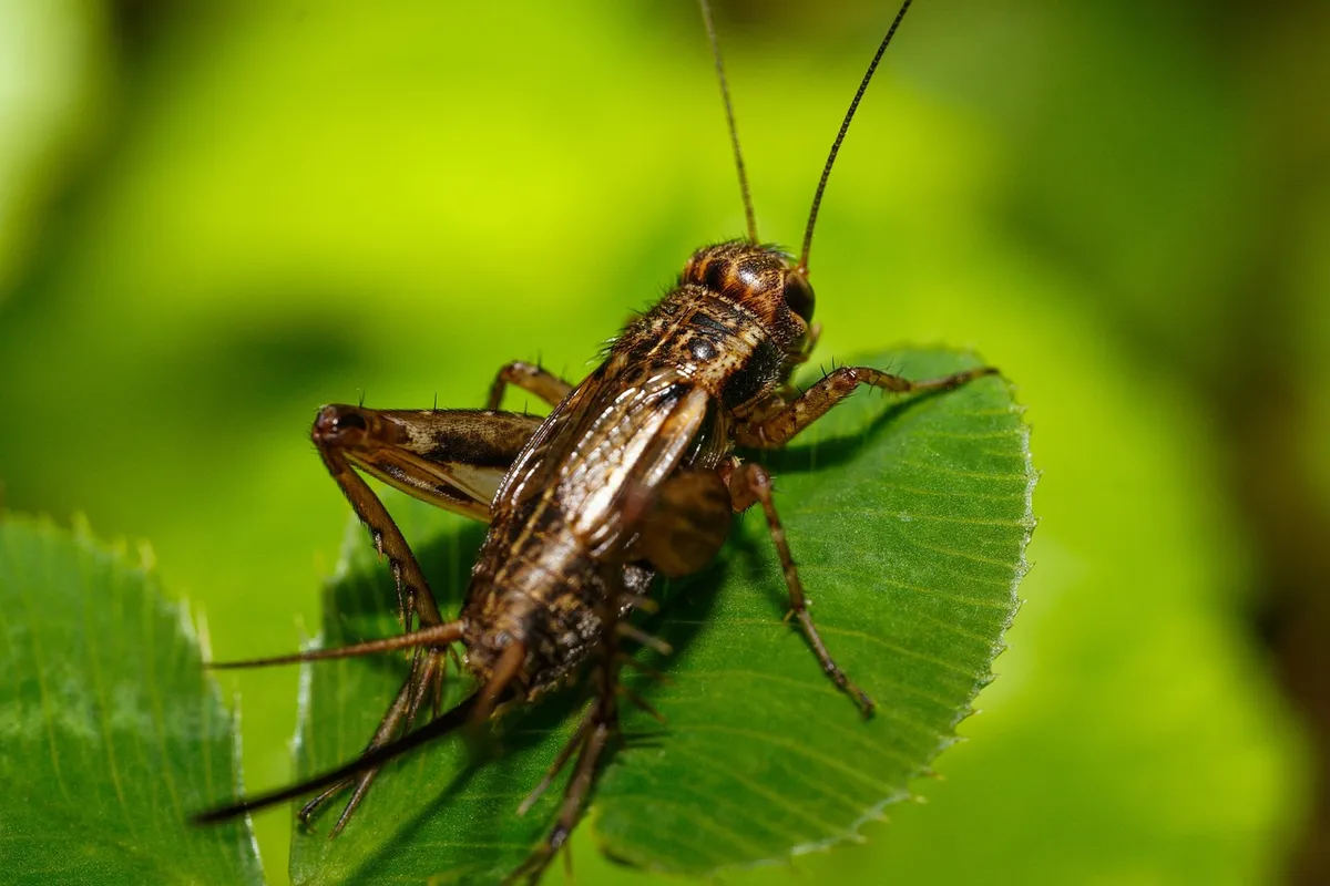 Brown cricket perched on a green leaf, close-up.