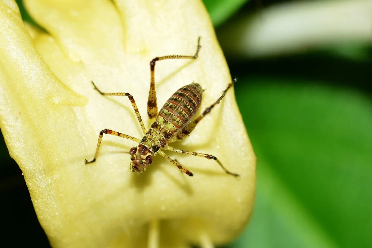 Close-up of a small insect on a pale yellow flower