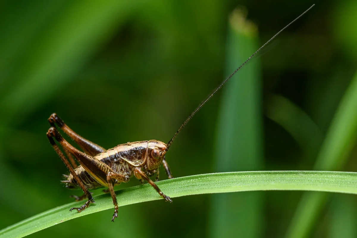 Close-up of a brown cricket perched on a green blade of grass
