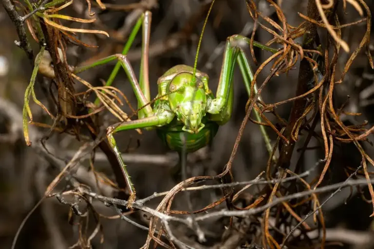 Close-up of a bright green praying mantis perched on a tangle of dried twigs