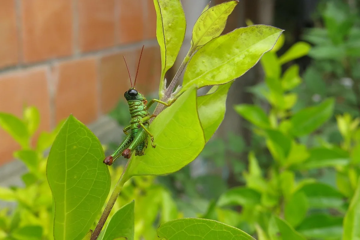 Bright green praying mantis perched on a leaf in a garden.