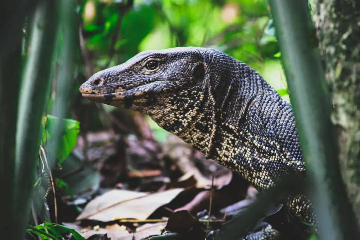 Close-up of a dark-scaled lizard among green foliage, illustrating reptile care during egg laying