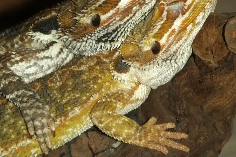 Two bearded dragons resting close to each other on a textured rock surface, close-up of their heads and bodies.