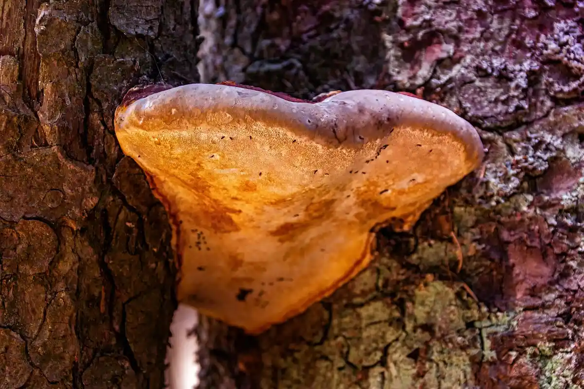 Close-up of a yellow shelf fungus growing on rough tree bark.