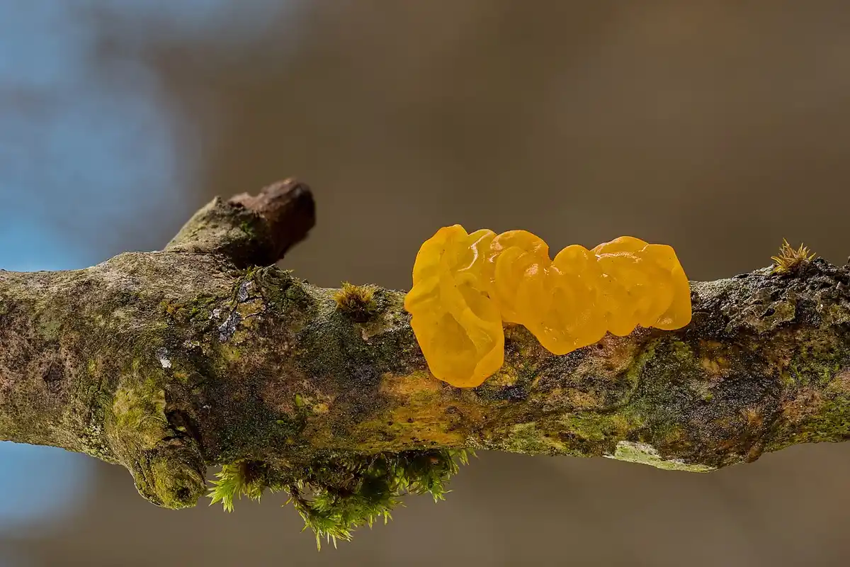 Bright orange-yellow fungal growth on a mossy tree branch.