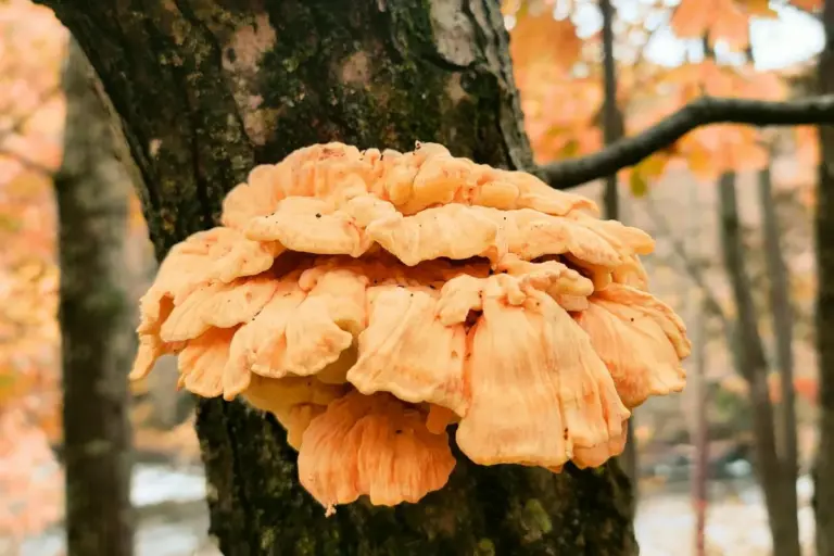 Orange-yellow shelf fungus growing on a tree trunk in a forest during autumn.